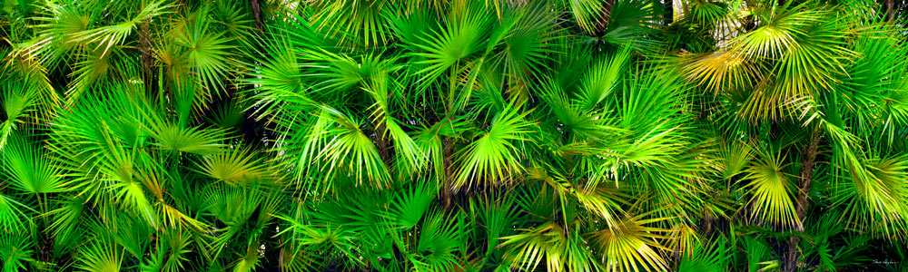 186 Wall of Palms by Steve Vaughn